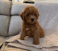 Ginger, a male Poodle - Toy  for sale in Palm Harbor, FL – 2 of 2