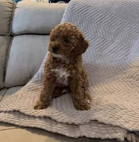 Coco, a female Poodle - Toy  for sale in Palm Harbor, FL – 4 of 5