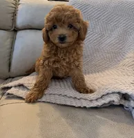 Hershey, a male Poodle - Toy  for sale in Palm Harbor, FL – 2 of 3