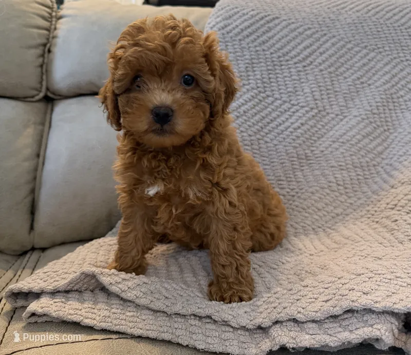 Ginger – Poodle - Toy  puppy for sale in Palm Harbor, FL