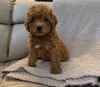 Ginger, a male Poodle - Toy  for sale in Palm Harbor, FL – 1 of 2