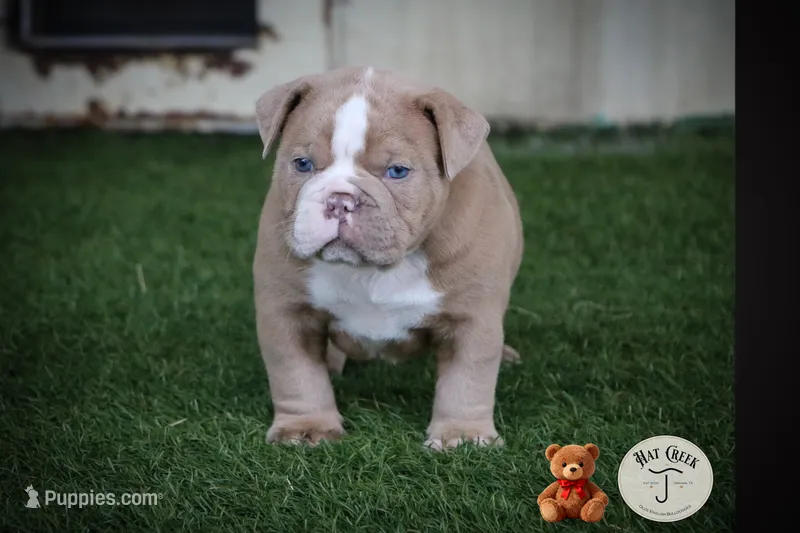 Henry – Olde English Bulldogge puppy for sale in Graham, TX