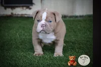 Henry, a male Olde English Bulldogge for sale in Graham, TX – 1 of 4