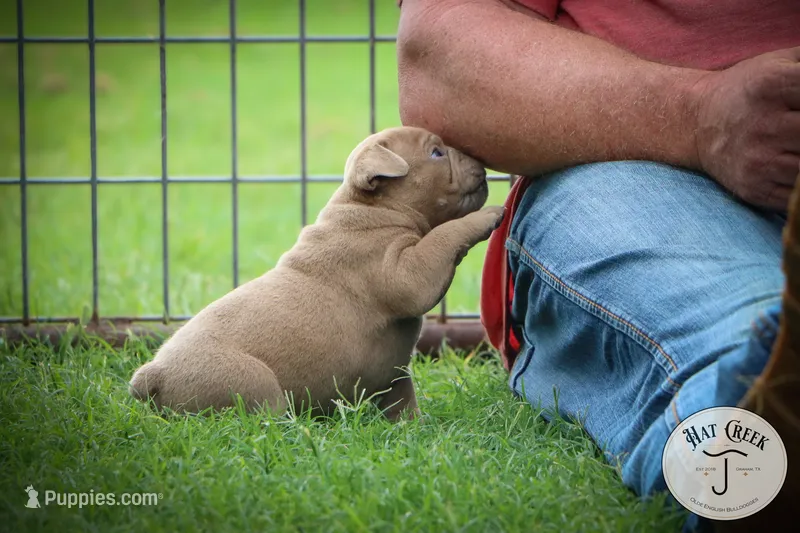 Peanut – Olde English Bulldogge puppy for sale in Graham, TX