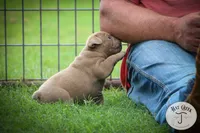 Peanut, a male Olde English Bulldogge for sale in Graham, TX – 1 of 6