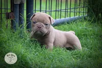 Peanut, a male Olde English Bulldogge for sale in Graham, TX – 2 of 6