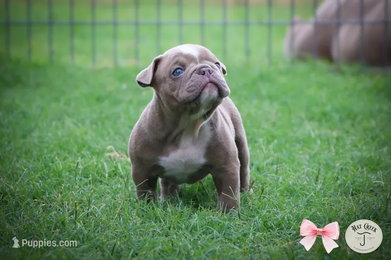Pattie – Olde English Bulldogge puppy for sale in Graham, TX
