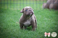 Pattie, a male Olde English Bulldogge for sale in Graham, TX – 1 of 3