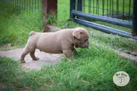Peanut, a male Olde English Bulldogge for sale in Graham, TX – 3 of 6