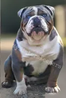 Peanut, a male Olde English Bulldogge for sale in Graham, TX – 6 of 6