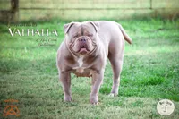 Larry, a male Olde English Bulldogge for sale in Graham, TX – 2 of 3