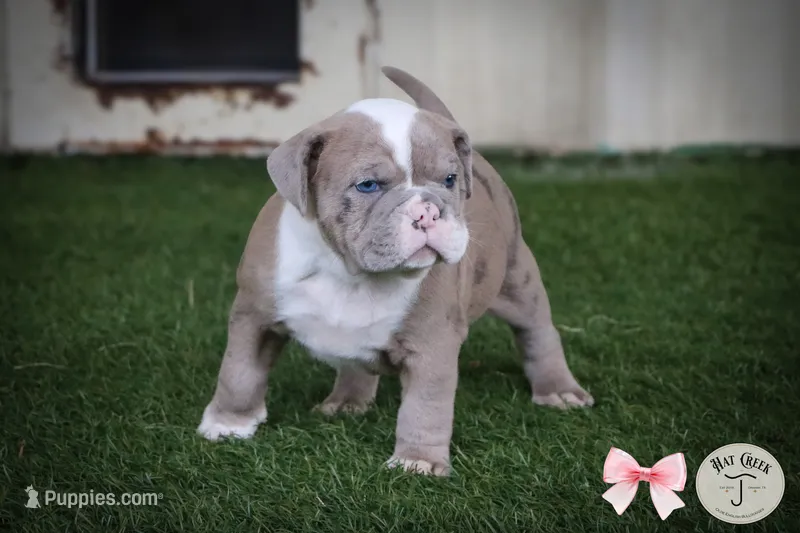 Frankie – Olde English Bulldogge puppy for sale in Graham, TX