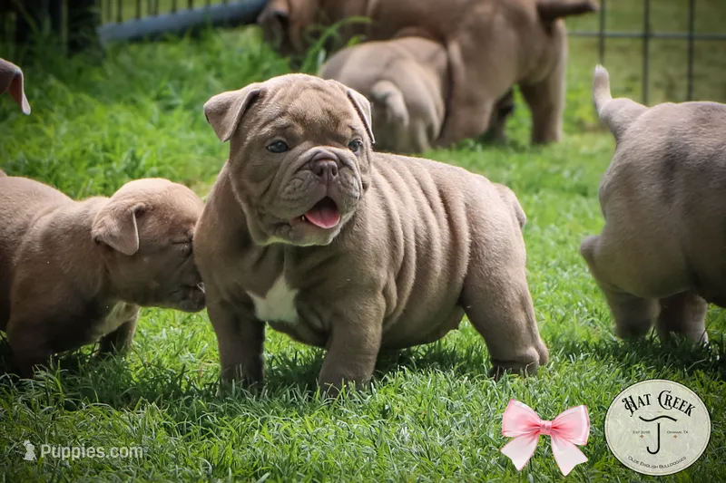 Lola – Olde English Bulldogge puppy for sale in Graham, TX