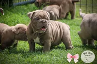 Lola, a female Olde English Bulldogge for sale in Graham, TX – 1 of 3