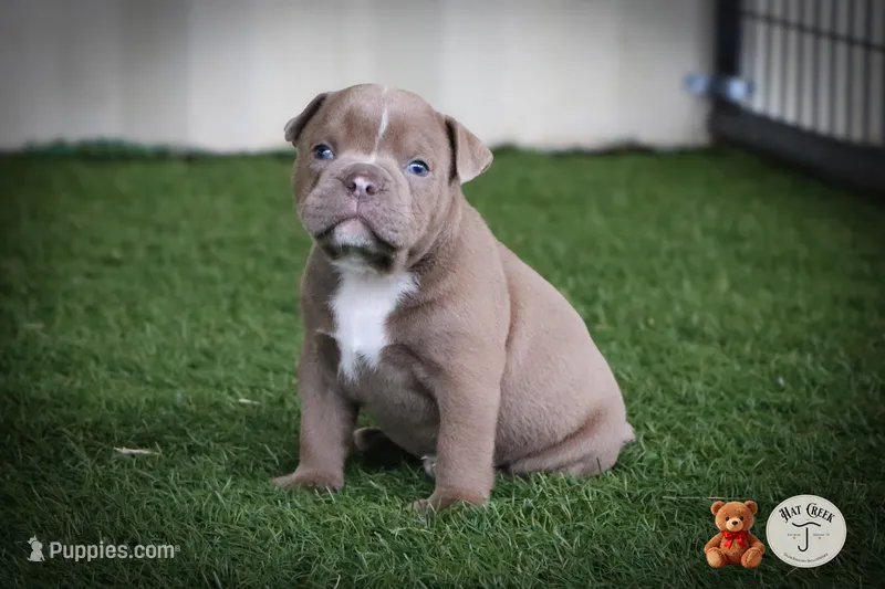 Larry – Olde English Bulldogge puppy for sale in Graham, TX