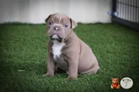 Larry, a male Olde English Bulldogge for sale in Graham, TX – 1 of 3