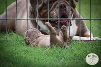 Peanut, a male Olde English Bulldogge for sale in Graham, TX – 4 of 6