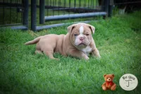 Henry, a male Olde English Bulldogge for sale in Graham, TX – 2 of 4