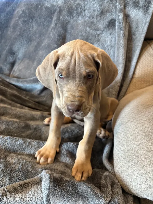 AKC Lilac Great Dane  – Great Dane puppy for sale in Montgomery City, MO