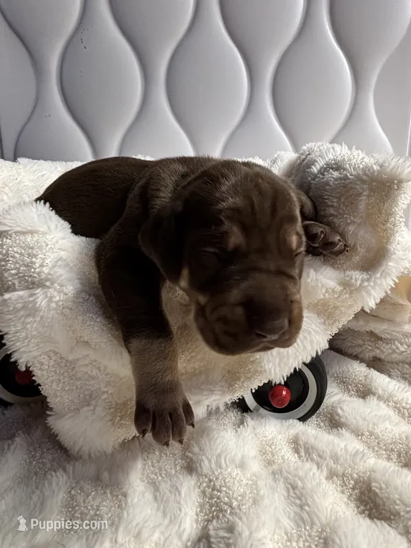 AKC Chocolate Boy Great dane  – Great Dane puppy for sale in Montgomery City, MO