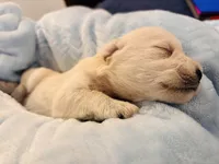 Boy 4 white , a male Miniature Schnauzer for sale in Montgomery City, MO – 7 of 10