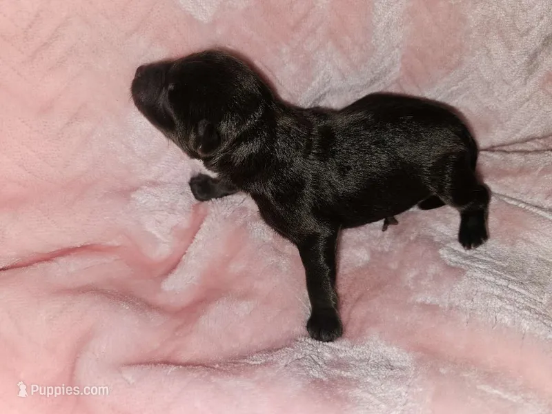 Girl liver – Miniature Schnauzer puppy for sale in Montgomery City, MO