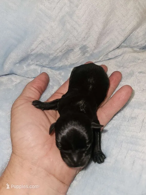 Boy 1 Black – Miniature Schnauzer puppy for sale in Montgomery City, MO