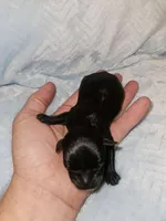 Boy 1 Black, a male Miniature Schnauzer for sale in Montgomery City, MO – 1 of 2