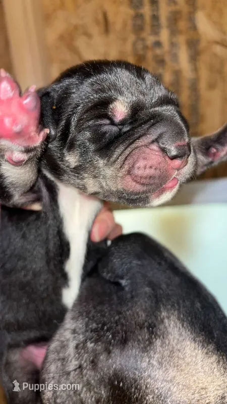 AKC Black female Great Dane  – Great Dane puppy for sale in Montgomery City, MO