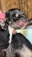 AKC Black female Great Dane , a female Great Dane for sale in Montgomery City, MO – 1 of 2