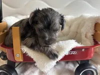 Merle male , a male Miniature Schnauzer for sale in Montgomery City, MO – 1 of 5
