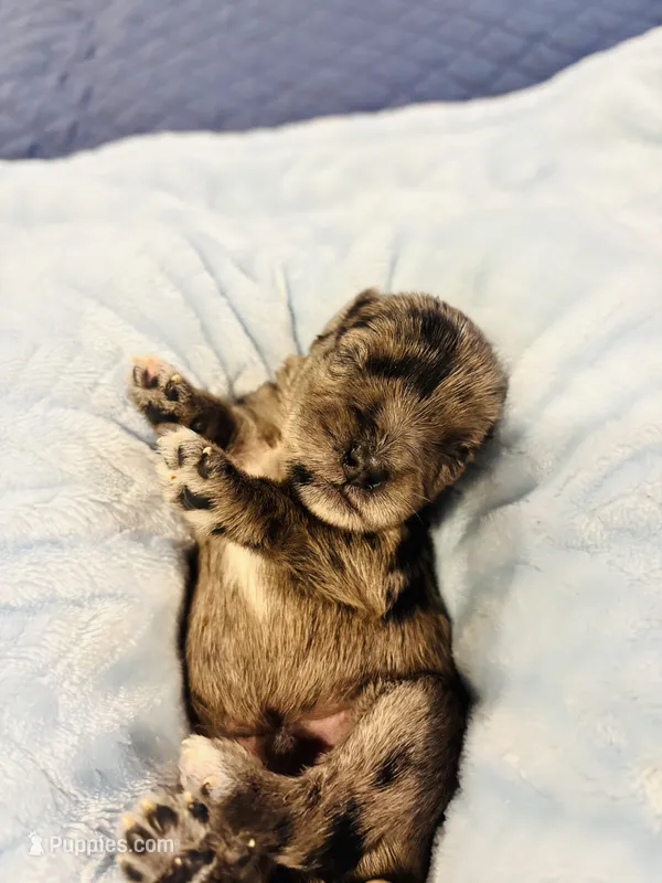 Boy 3 merle – Miniature Schnauzer puppy for sale in Montgomery City, MO