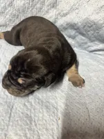 AKC Black female Great Dane , a female Great Dane for sale in Montgomery City, MO – 9 of 10