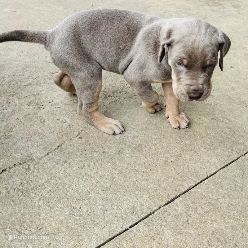 AKC Lilac Great Dane  – Great Dane puppy for sale in Montgomery City, MO