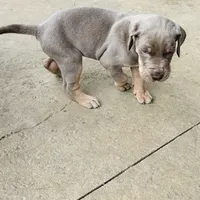 AKC Lilac Great Dane , a female Great Dane for sale in Montgomery City, MO – 2 of 10