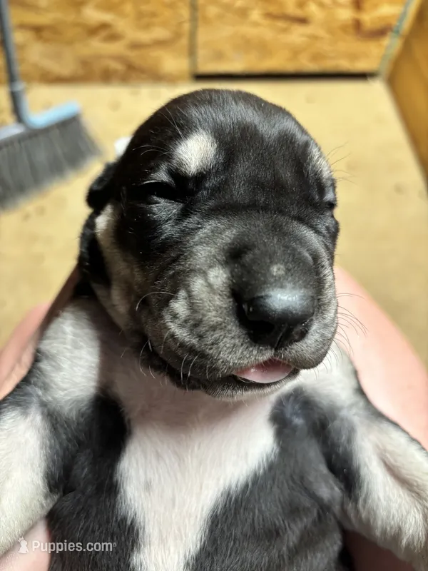 AKC Black female Great Dane  – Great Dane puppy for sale in Montgomery City, MO
