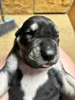 AKC Black female Great Dane , a female Great Dane for sale in Montgomery City, MO – 6 of 10