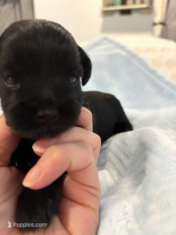 Boy 1 Black – Miniature Schnauzer puppy for sale in Montgomery City, MO