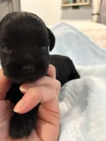 Boy 1 Black, a male Miniature Schnauzer for sale in Montgomery City, MO – 5 of 10