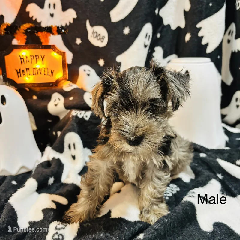 Merle male  – Miniature Schnauzer puppy on hold in Montgomery City, MO