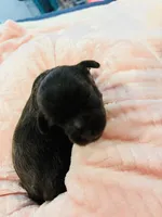 Girl liver, a female Miniature Schnauzer for sale in Montgomery City, MO – 8 of 10