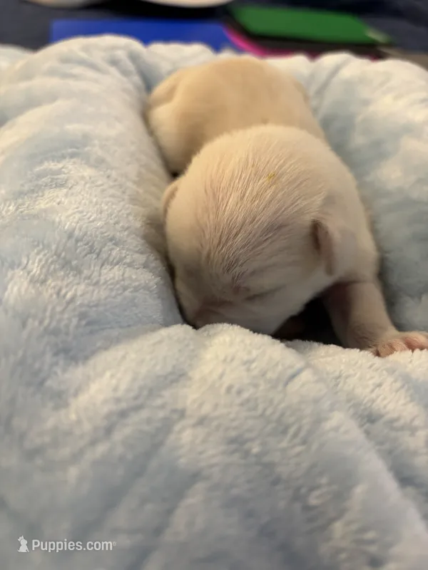 Boy 4 white  – Miniature Schnauzer puppy for sale in Montgomery City, MO