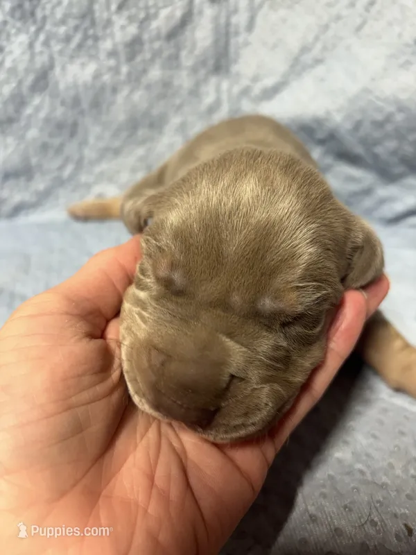 AKC Lilac Great Dane  – Great Dane puppy for sale in Montgomery City, MO