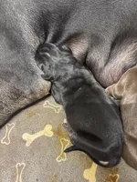 AKC Black female Great Dane , a female Great Dane for sale in Montgomery City, MO – 2 of 2