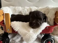 Girl liver, a female Miniature Schnauzer for sale in Montgomery City, MO – 3 of 10