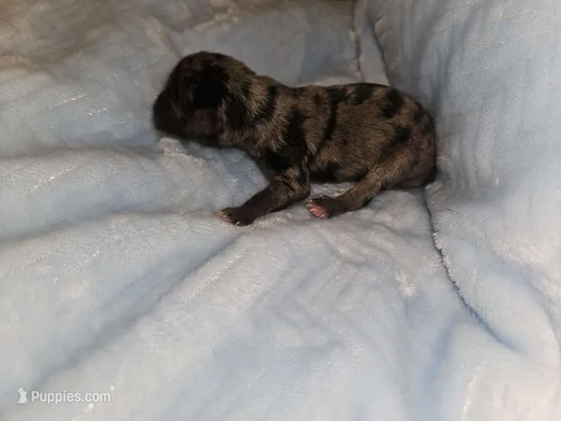 Boy 3 merle – Miniature Schnauzer puppy for sale in Montgomery City, MO