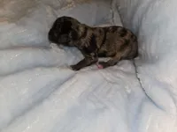 Boy 3 merle, a male Miniature Schnauzer for sale in Montgomery City, MO – 1 of 2