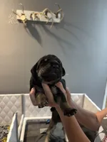 Brown collar, a male Great Dane for sale in Montgomery City, MO – Photo 8 of 10