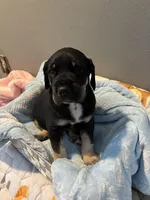 Brown collar, a male Great Dane for sale in Montgomery City, MO – Photo 2 of 10