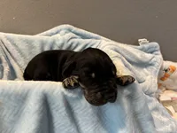 Brown collar, a male Great Dane for sale in Montgomery City, MO – Photo 6 of 10